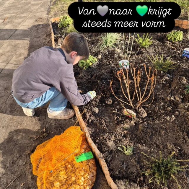 Met behulp van veel ouders, leerlingen, praxis als sponsor en de gemeente Assen voor de bloembollen! 🌱🌻🐝 #ouderbetrokkenheid #jantjebeton #praxisassen #gemeenteassen #noorderbasis #lerendoordoen #groenschoolplein #dalton #groenevingerskunjekweken